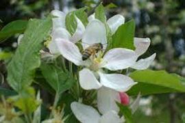 Estudo confirma que a presença de abelhas impulsiona produção de frutas em 20%