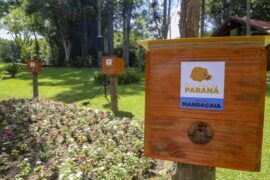 Paraná distribui colmeias de abelhas sem ferrão em parques