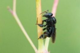 Abelha nativa brasileira é capaz de compensar o declínio de outros polinizadores