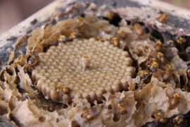 Pesquisadores e meliponicultores trabalham juntos para salvar abelha em risco de extinção