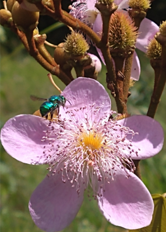 euglossa