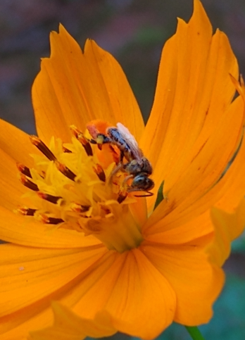 tetragona-clavipes