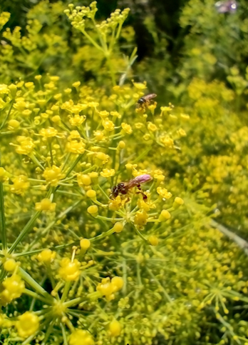 tetragonisca-angustula