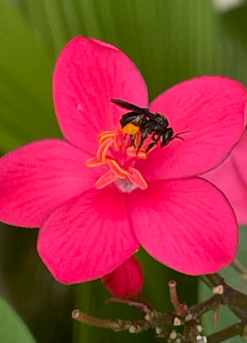 trigona-spinipes