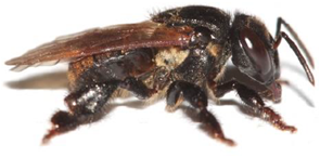 operaria