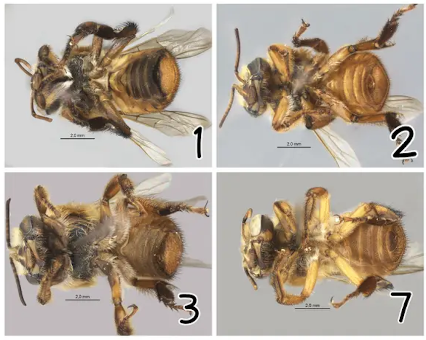 rufi-fig-3